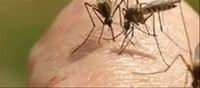 Two guys hospitalised with mosquito-borne viruses in Australia